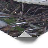 白イビスバードフォトポスター ポスター (角)