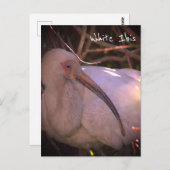 白イビスバードフォトポストカード ポストカード (正面/裏面)