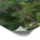 白イビスバードポスター ポスター (角)