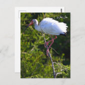 白イビスフォトポストカード ポストカード (正面/裏面)