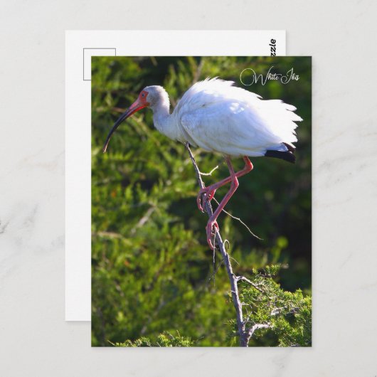 白イビスフォトポストカード ポストカード (正面/裏面)