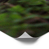 白イビスヤージュポスター ポスター (角)