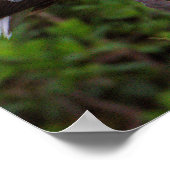 白イビスヤージュポスター ポスター (角)