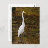 白エグレ素晴らしット紅葉はがき ポストカード (正面/裏面)