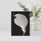 白エレガントいカレーユ ポストカード (スタンド正面)