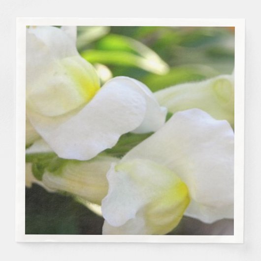 白エレガントで (正面)