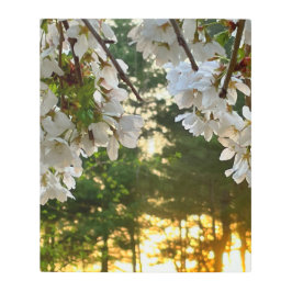 白エレガントフローラ写真日の出松松 メタルプリント