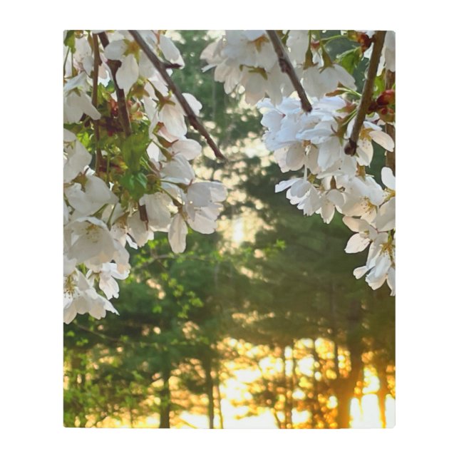 白エレガントフローラ写真日の出松松 メタルプリント (正面)