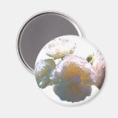 白エレガント桃オレンジ赤面バラ マグネット (正面/裏面)