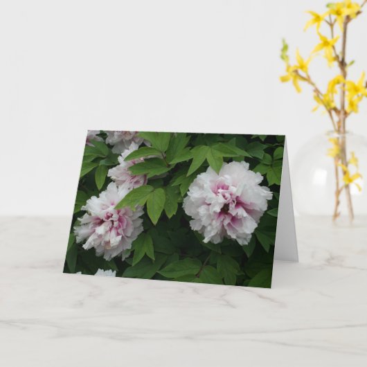 白エレガント牡丹花写真悔やみや弔慰 カード (黄色い花)