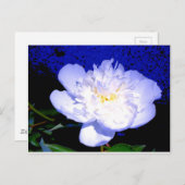 白エレガント紫色の牡丹 ポストカード (正面/裏面)