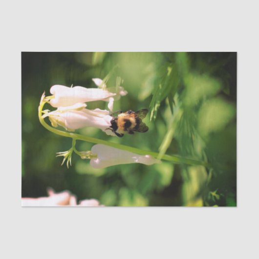 白オダマキ(植物)の花とのまわりにの分離 薄葉紙 (正面)