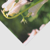 白オダマキ(植物)の花とのまわりにの分離 薄葉紙 (詳細)