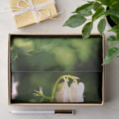 白オダマキ(植物)の花とのまわりにの分離 薄葉紙 (ギフト)