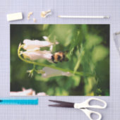 白オダマキ(植物)の花とのまわりにの分離 薄葉紙 (クラフト)