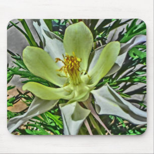 白オダマキ(植物)の花 マウスパッド