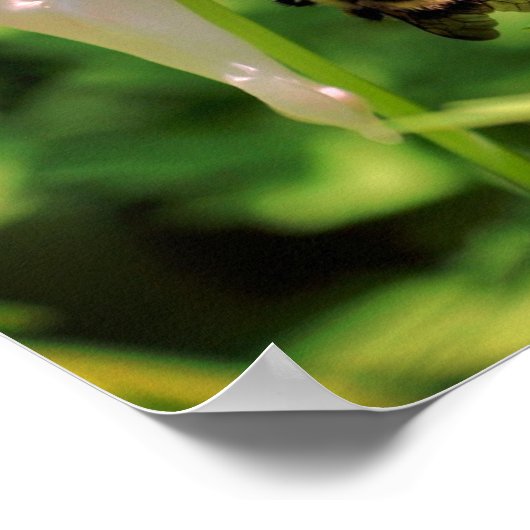 白オダマキ(植物)花とのまわりに ポスター (角)