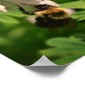 白オダマキ(植物)花とのまわりに ポスター (角)