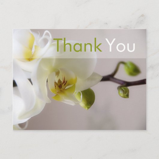 白オーキッド・ありがとうはがき ポストカード (正面)