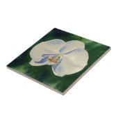 白オーキッド タイル (側面)