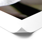 白オーキッド ポスター (角)