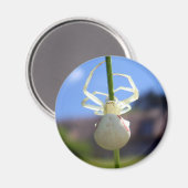 白カニクモ磁石 マグネット (正面/裏面)