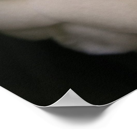 白カメリア ポスター (角)