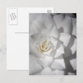 白カメリア ポストカード (正面/裏面)