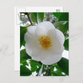 白カメリア ポストカード (正面/裏面)