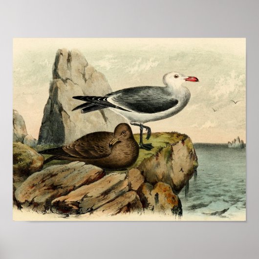 白カモメ ポスター (正面)