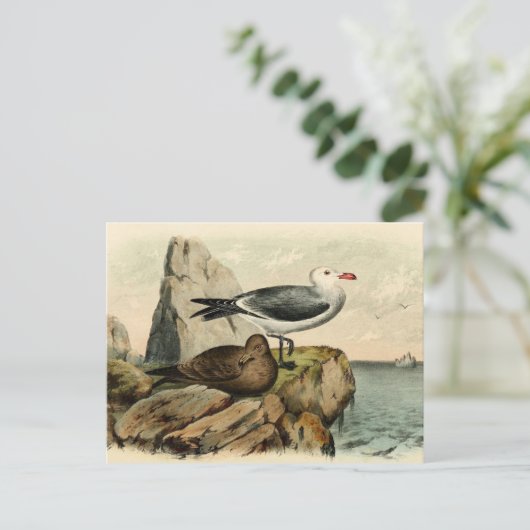 白カモメ ポストカード (スタンド正面)