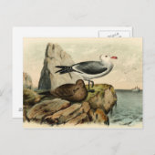 白カモメ ポストカード (正面/裏面)