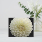 白カーネーションはがき ポストカード (スタンド正面)