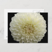 白カーネーションはがき ポストカード (正面/裏面)