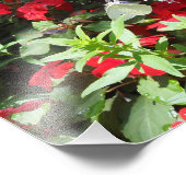 白キャベツバタフライ フォトプリント            (角)