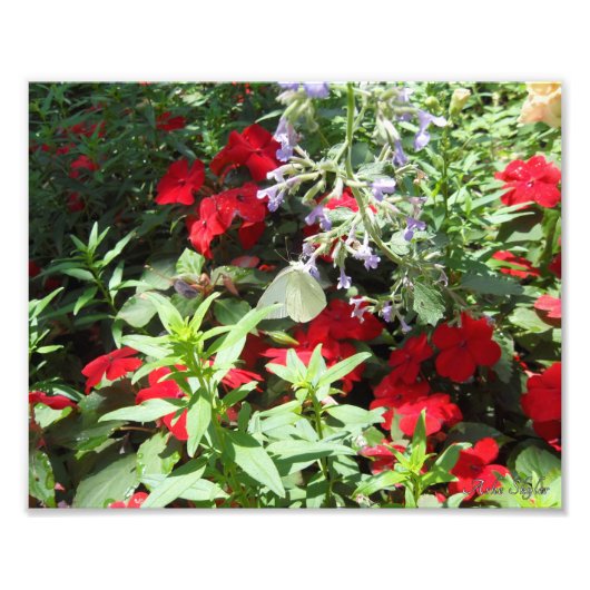 白キャベツバタフライ フォトプリント            (正面)