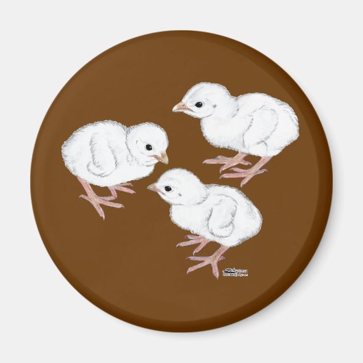 白ギニアケツ マグネット (正面)