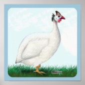 白ギニア ポスター (正面)