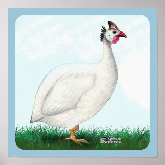 白ギニア ポスター (正面)