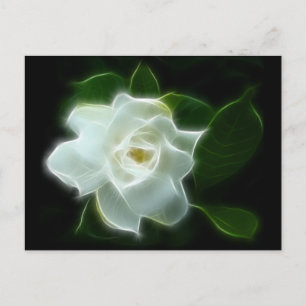 白クチナシ花の植物 ポストカード