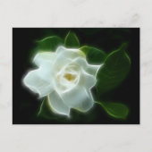 白クチナシ花の植物 ポストカード (正面)