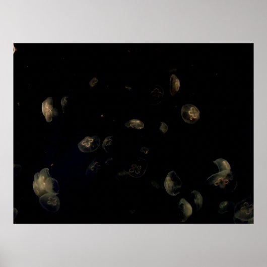 白クラゲ ポスター (正面)