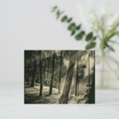 白クール黒の森の太陽光自然 ポストカード (スタンド正面)