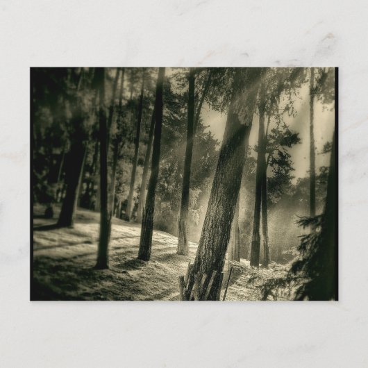 白クール黒の森の太陽光自然 ポストカード (正面)