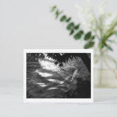 白コイ：日本 ポストカード (スタンド正面)