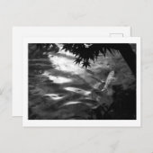 白コイ：日本 ポストカード (正面/裏面)