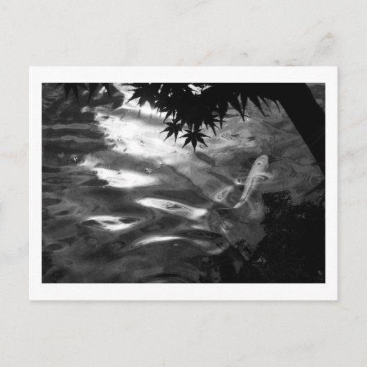 白コイ：日本 ポストカード (正面)