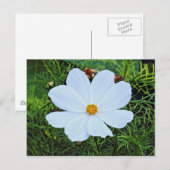 白コスモス ポストカード (正面/裏面)