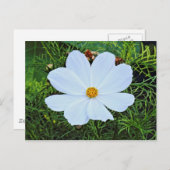 白コスモス ポストカード (正面/裏面)