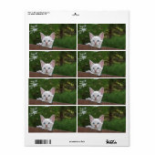 白サバンナ猫の出荷ラベル ラベル (フルシート)